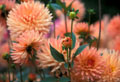 Peach dahlias